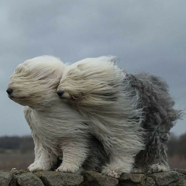 Не лише котики: кумедні і милі фото тварин, які підіймуть настрій - фото 471219