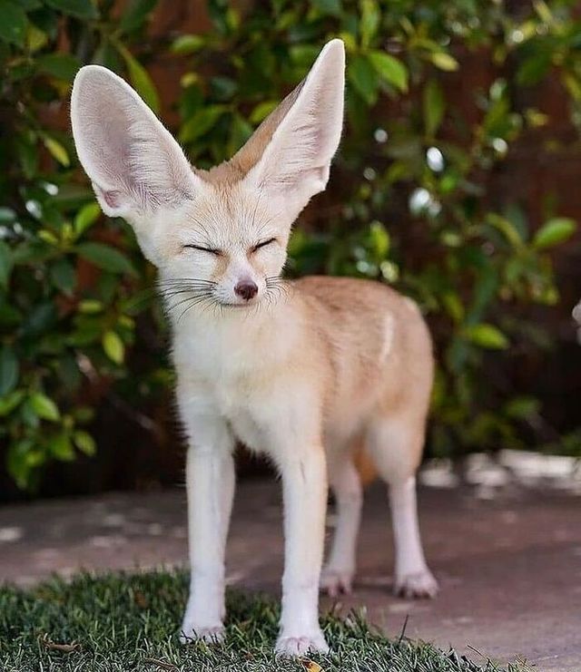 Не лише котики: кумедні і милі фото тварин, які підіймуть настрій - фото 471221