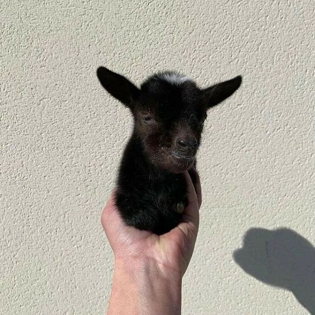 Не лише котики: кумедні і милі фото тварин, які підіймуть настрій - фото 471222