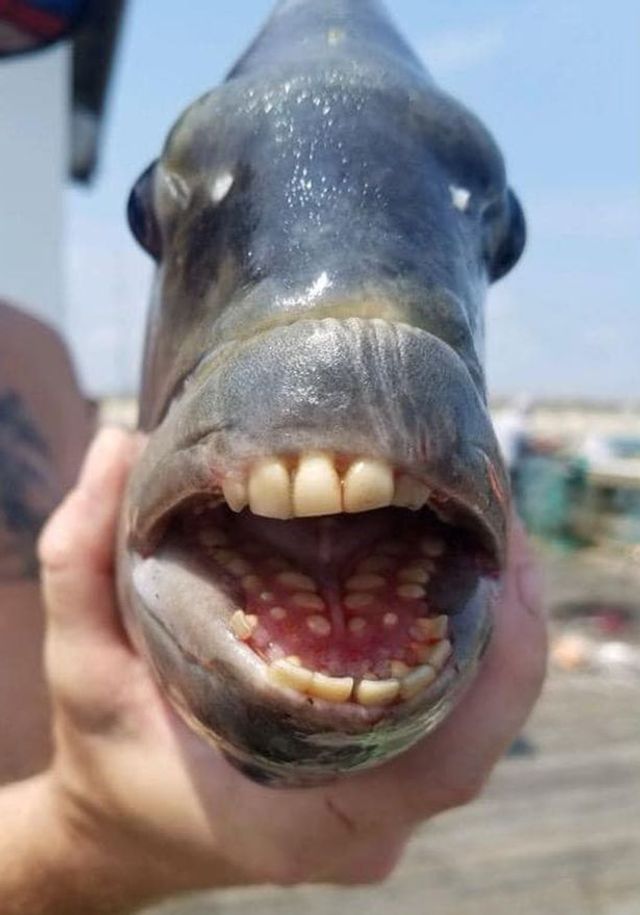 Рибалка у США упіймав унікальну рибу з 'людськими' зубами: фотофакт - фото 471472