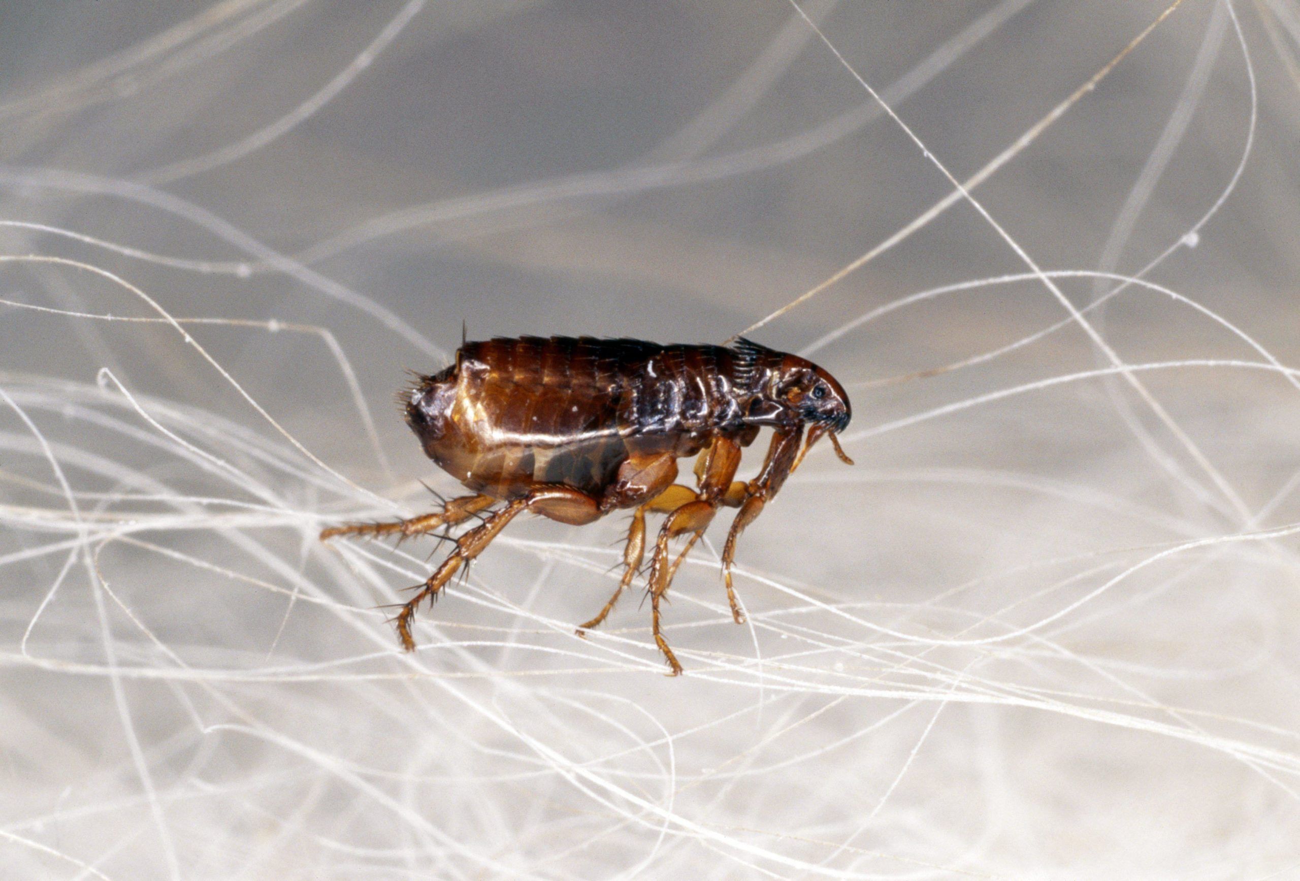 Блохи - фото 1