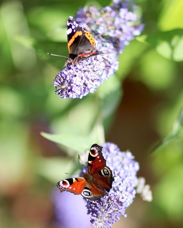 У Кембриджі показали рідкісне фото принцеси Шарлотти - фото 471597