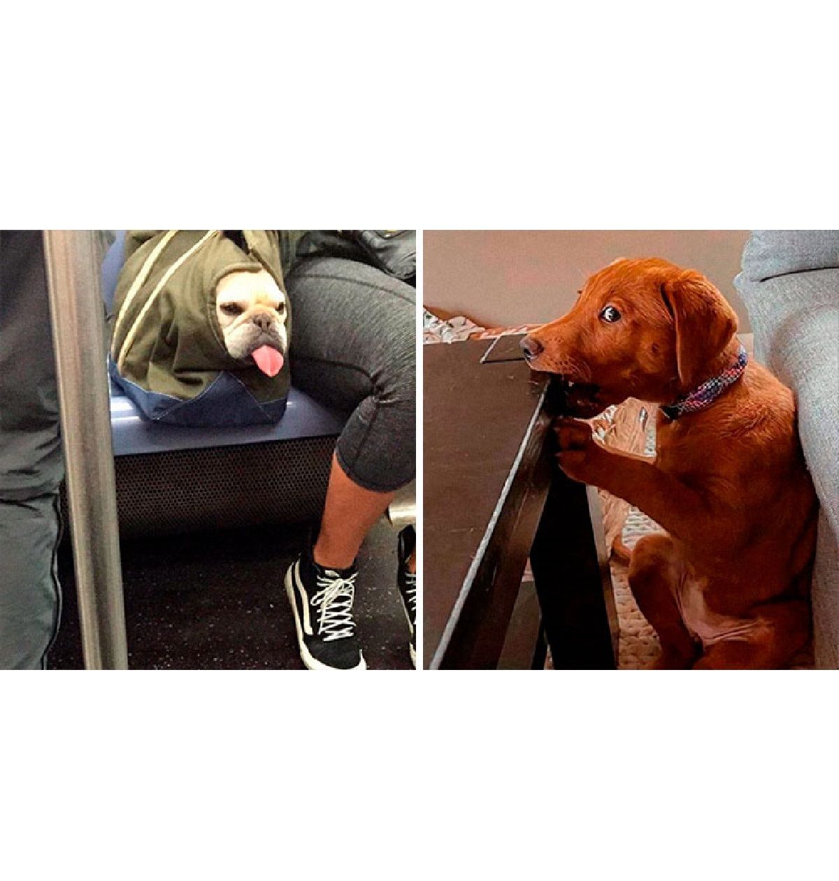 Епічні фото собак - фото 1