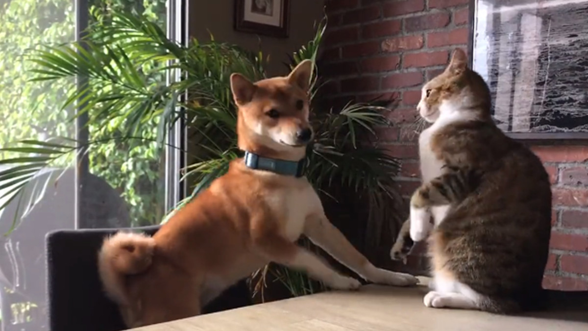 Нерівний бій: дивіться на вірусному відео, як кішка скинула собаку зі стільця - фото 1