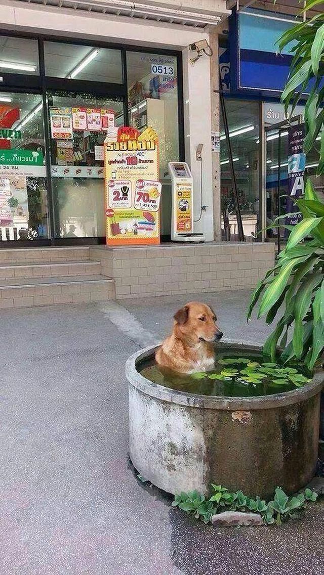 sheldonpooper - фото 472132