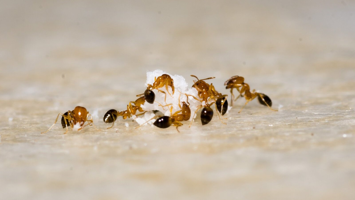 Блогерка з Дубая відкрила "ресторан" для мурах: дивіться, який ажіотаж у закладі - фото 1