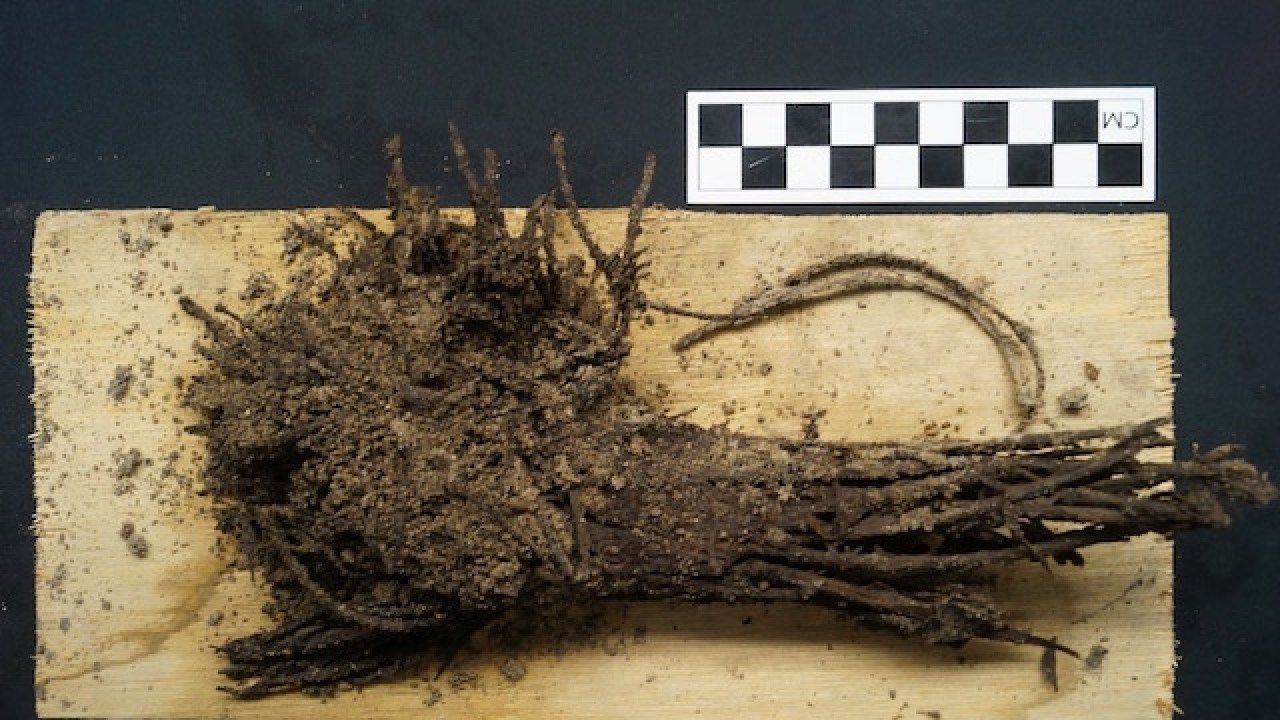 Як виглядає 2000-річний букет квітів: фотофакт