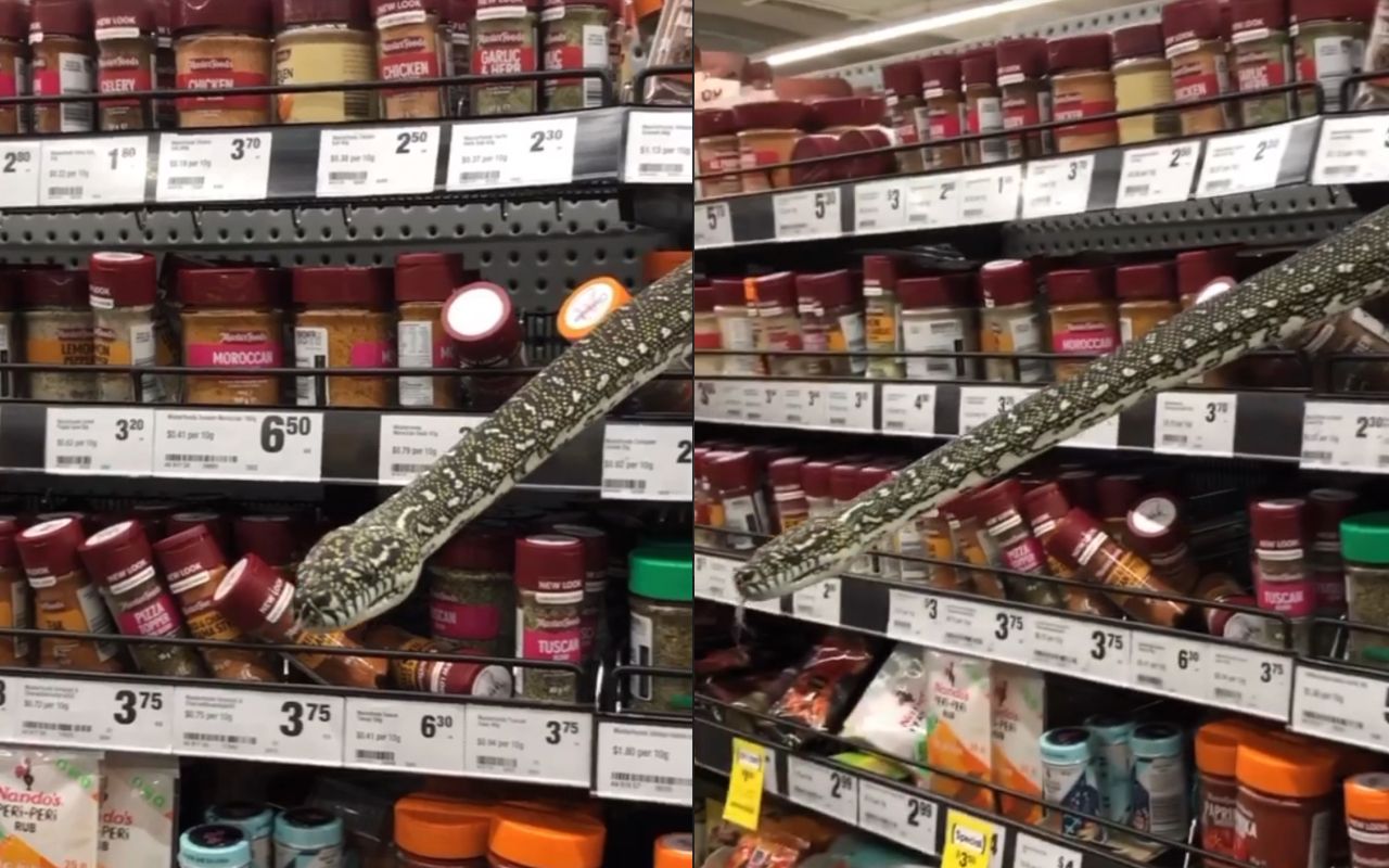 В Австралії жінка зустріла пітона, який виліз з полиці у супермаркеті