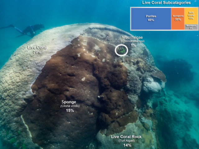 В Австралії знайшли гігантський корал віком понад 400 років: фото - фото 473173