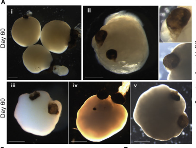 У лабораторії виростили мозок з очима: фотофакт - фото 473354