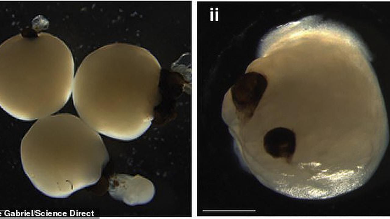 У лабораторії виростили мозок з очима: фотофакт