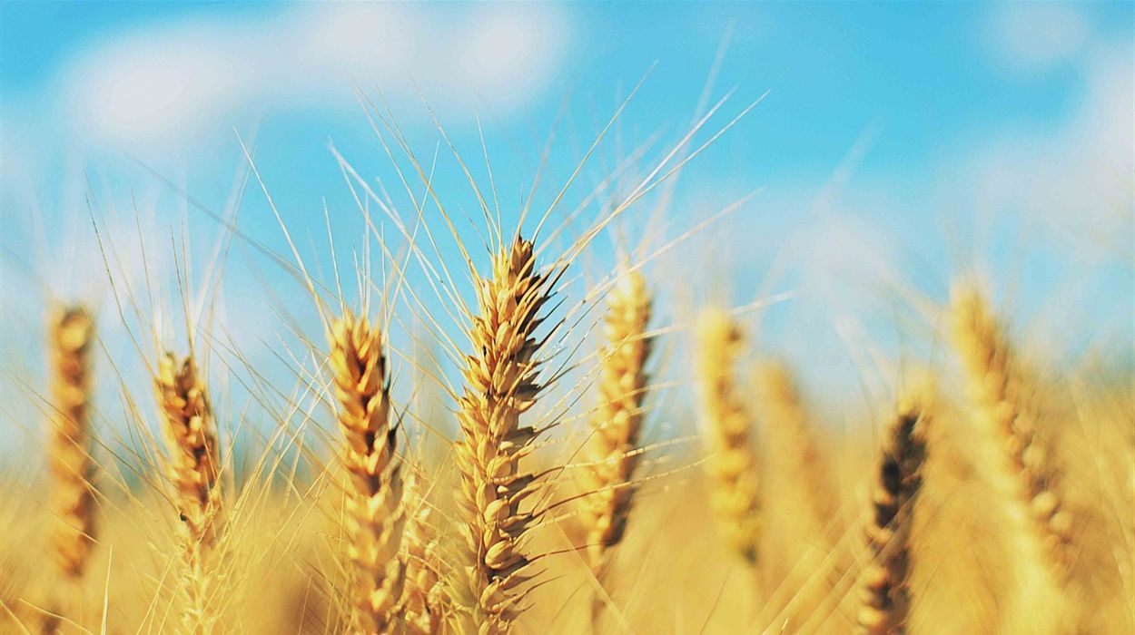 30 років Незалежності: Google привітав українців зі святом