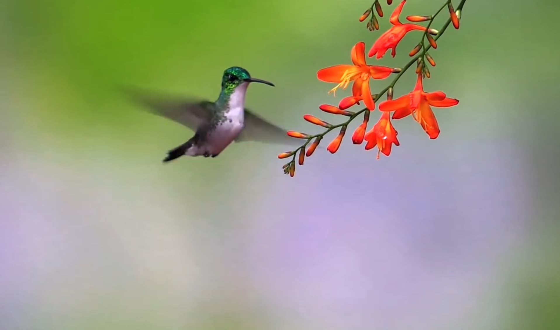 Вчені розповіли, чому самки колібрі маскуються під самців