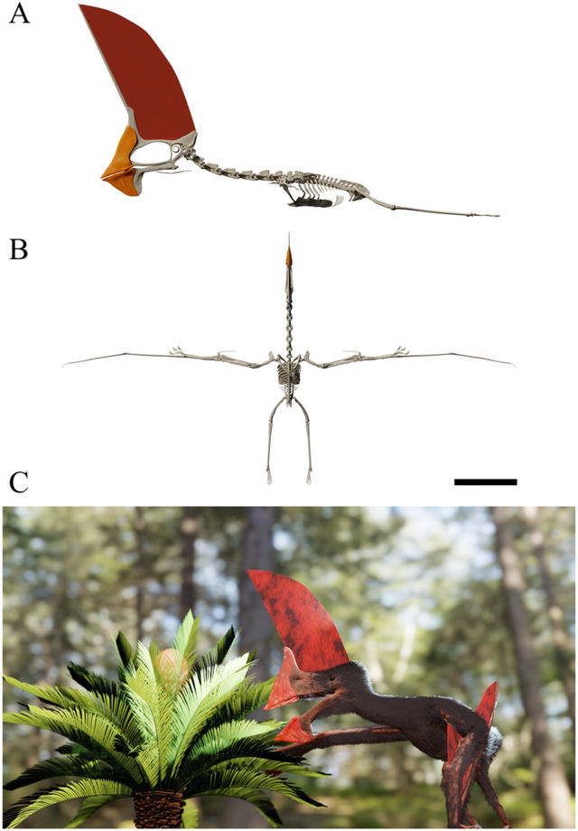 Tupandactylus navigans - фото 474659