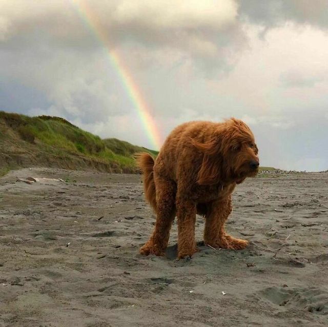 До сліз від сміху: безглузді фото тварин підкорюють Інстаграм - фото 474903