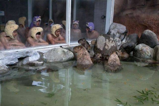 До сліз від сміху: безглузді фото тварин підкорюють Інстаграм - фото 474904