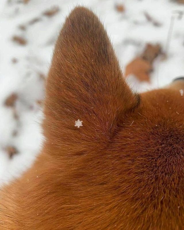 До сліз від сміху: безглузді фото тварин підкорюють Інстаграм - фото 474908