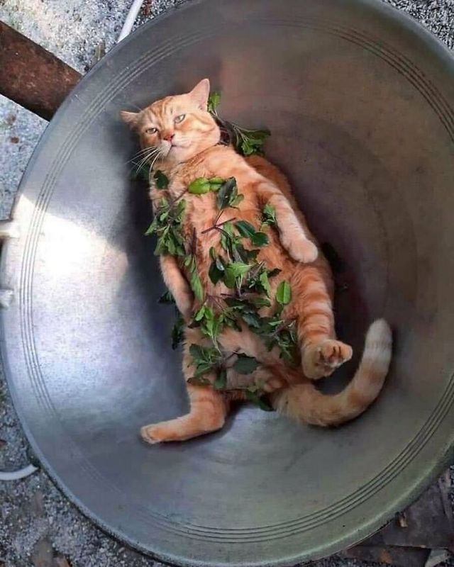 До сліз від сміху: безглузді фото тварин підкорюють Інстаграм - фото 474911