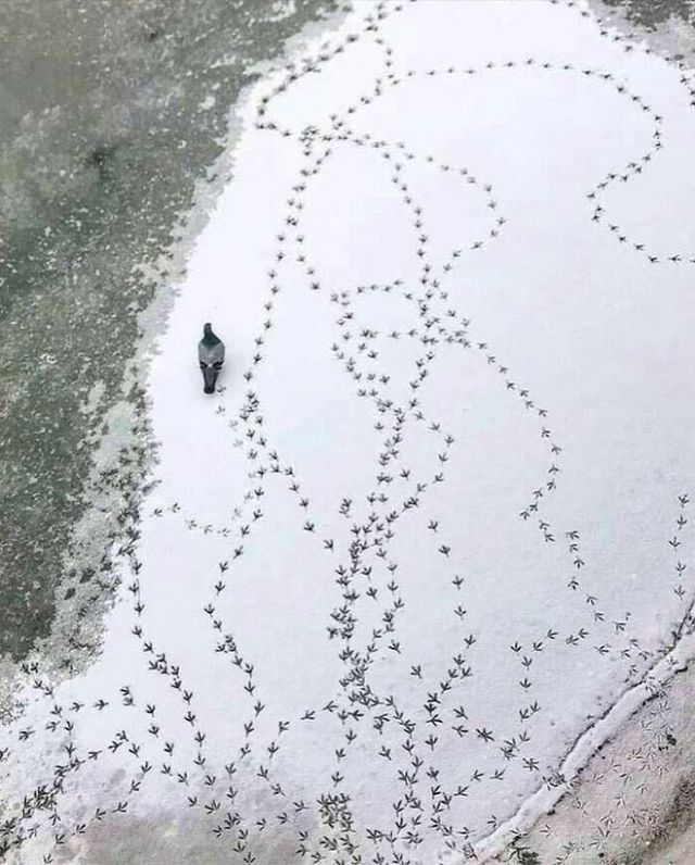 До сліз від сміху: безглузді фото тварин підкорюють Інстаграм - фото 474913