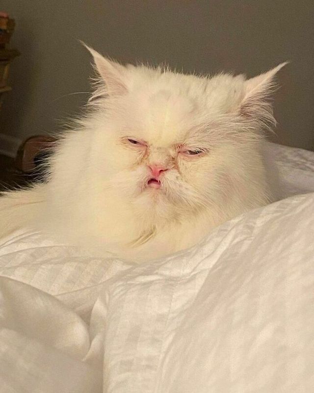 До сліз від сміху: безглузді фото тварин підкорюють Інстаграм - фото 474915