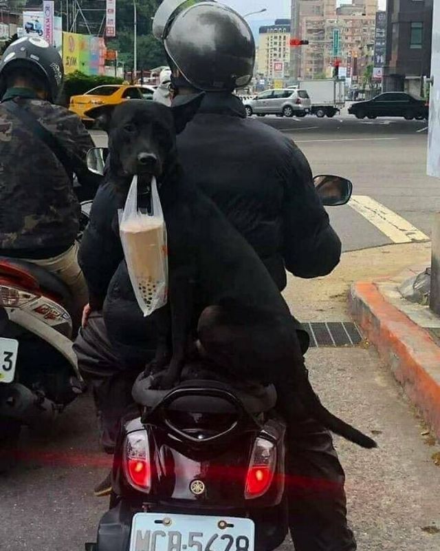 До сліз від сміху: безглузді фото тварин підкорюють Інстаграм - фото 474917