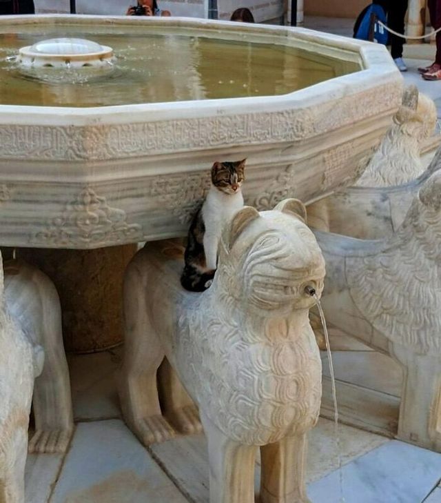 До сліз від сміху: безглузді фото тварин підкорюють Інстаграм - фото 474918