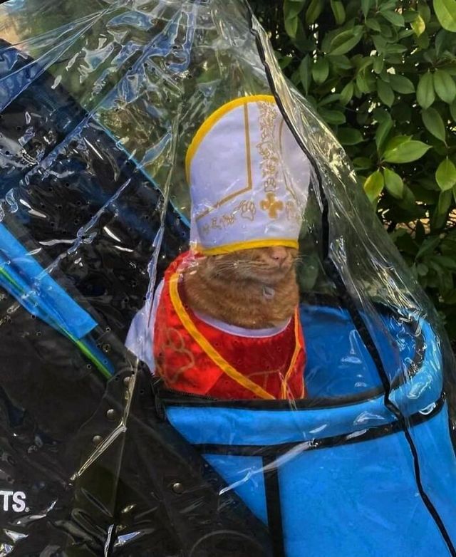 До сліз від сміху: безглузді фото тварин підкорюють Інстаграм - фото 474920