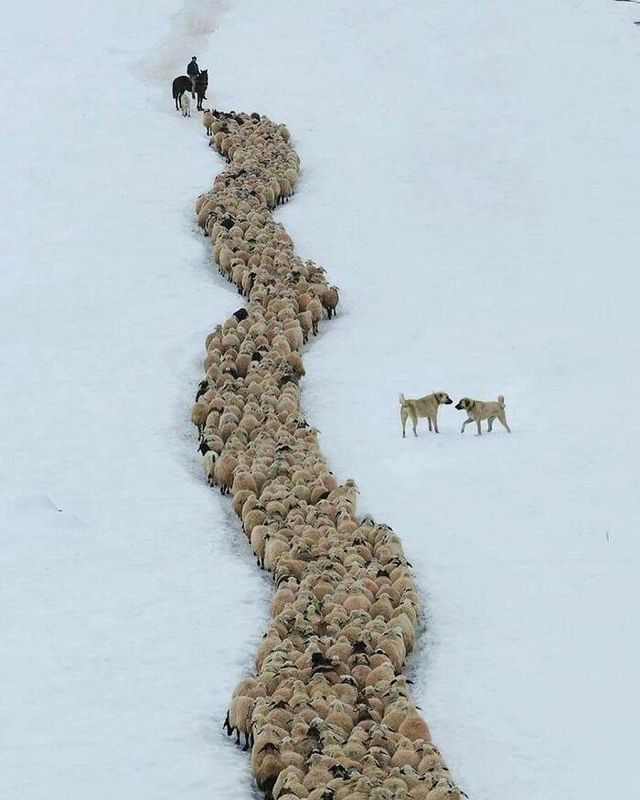 До сліз від сміху: безглузді фото тварин підкорюють Інстаграм - фото 474922