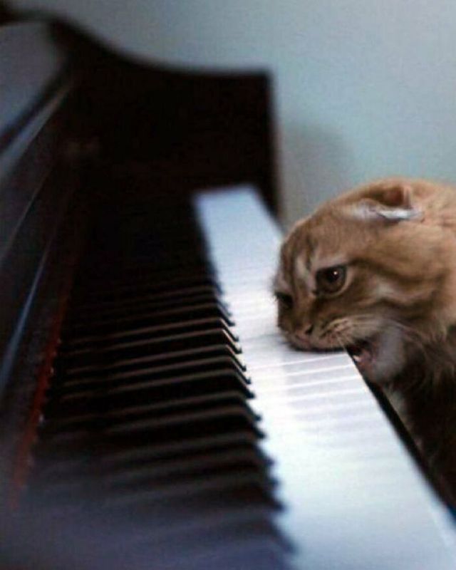 До сліз від сміху: безглузді фото тварин підкорюють Інстаграм - фото 474925