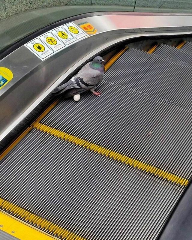 До сліз від сміху: безглузді фото тварин підкорюють Інстаграм - фото 474926