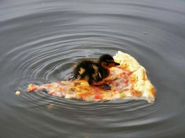 До сліз від сміху: безглузді фото тварин підкорюють Інстаграм - фото 474927