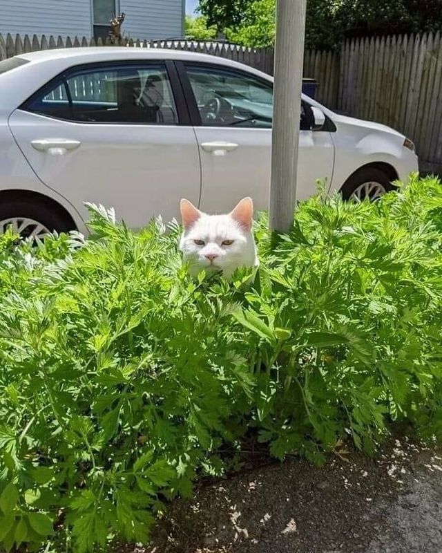 До сліз від сміху: безглузді фото тварин підкорюють Інстаграм - фото 474929