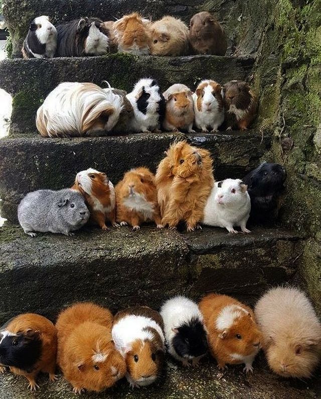 До сліз від сміху: безглузді фото тварин підкорюють Інстаграм - фото 474933