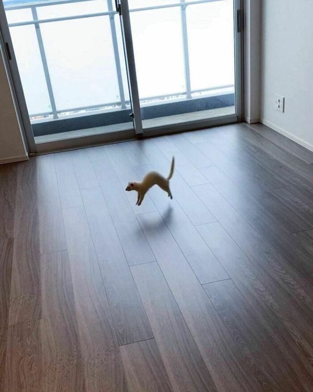 До сліз від сміху: безглузді фото тварин підкорюють Інстаграм - фото 474938