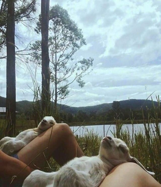 До сліз від сміху: безглузді фото тварин підкорюють Інстаграм - фото 474939