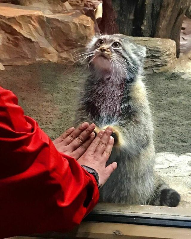 До сліз від сміху: безглузді фото тварин підкорюють Інстаграм - фото 474940