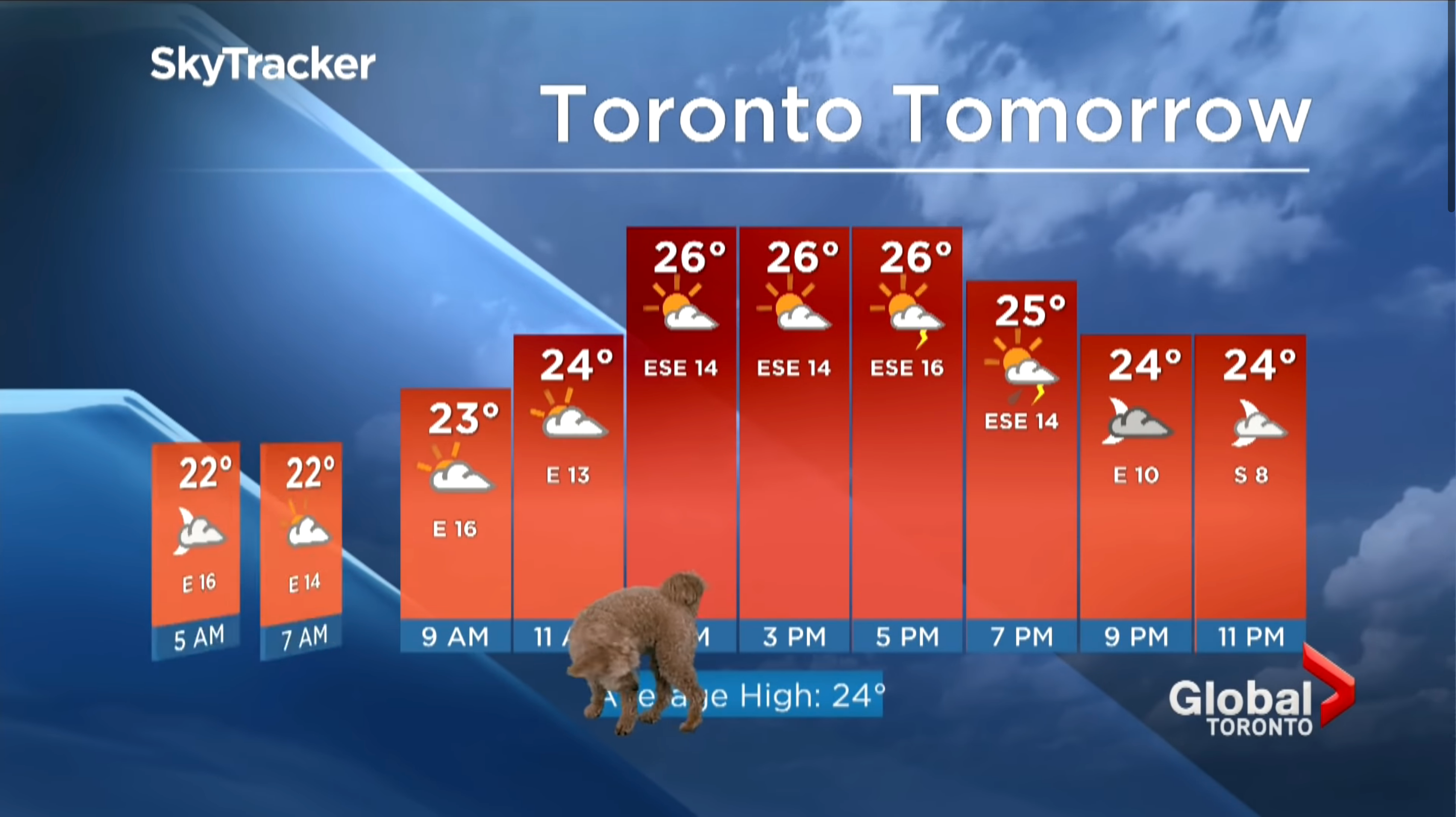 Собака став героєм прогнозу погоди - фото 1