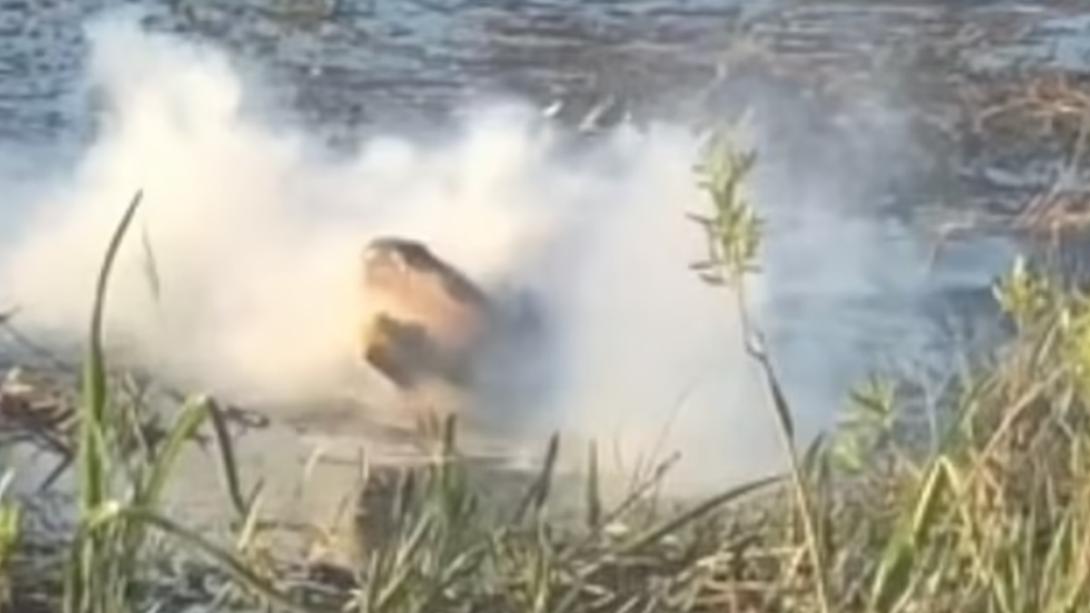 Алігатор упіймав дрон - фото 1