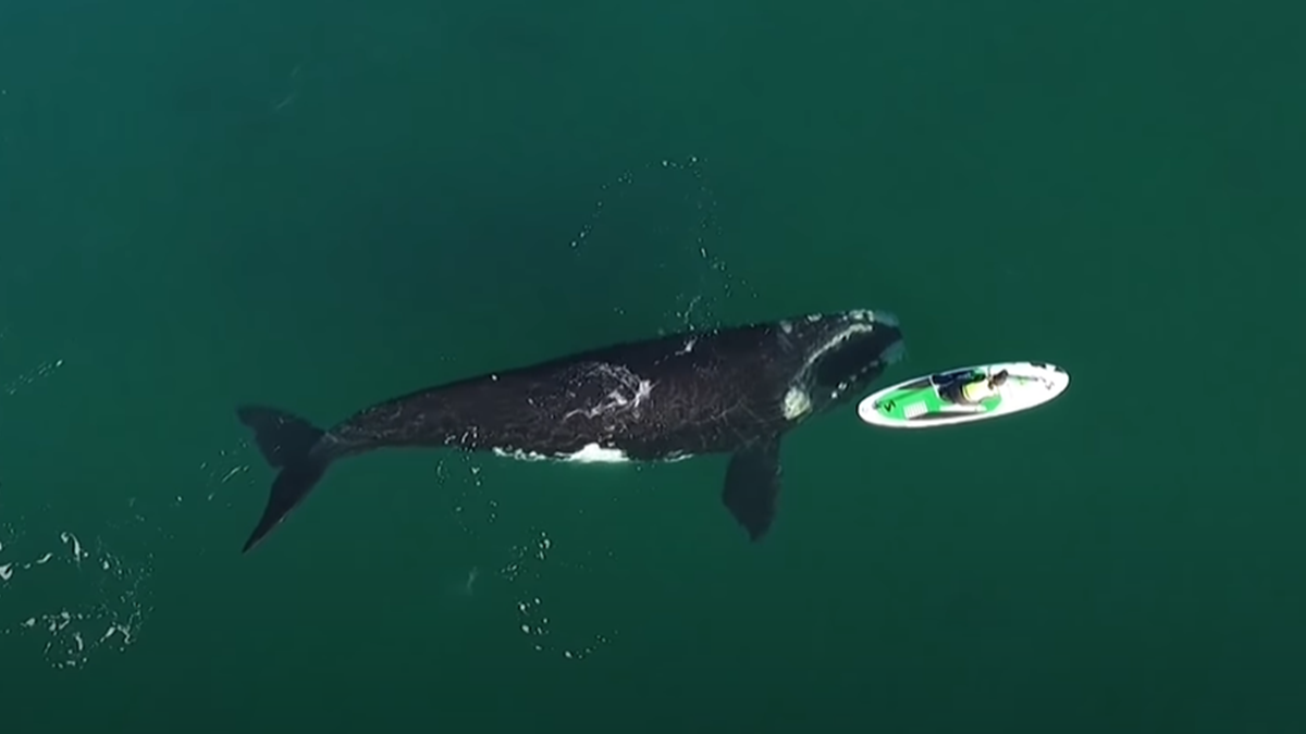 Кит підплив до туристки - фото 1