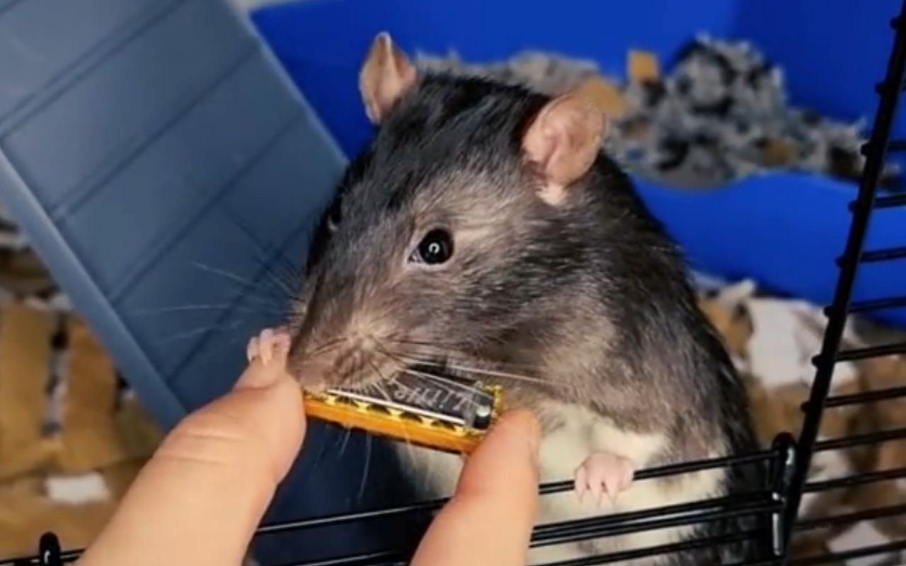 Пацюк, який грає на губній гармошці, випустив хітовий трек: вірусне відео