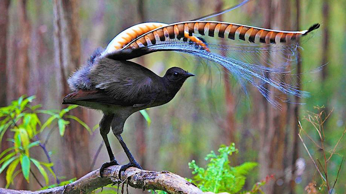 Птах в австралійському зоопарку навчився ідеально копіювати плач немовляти: відеофакт - фото 1