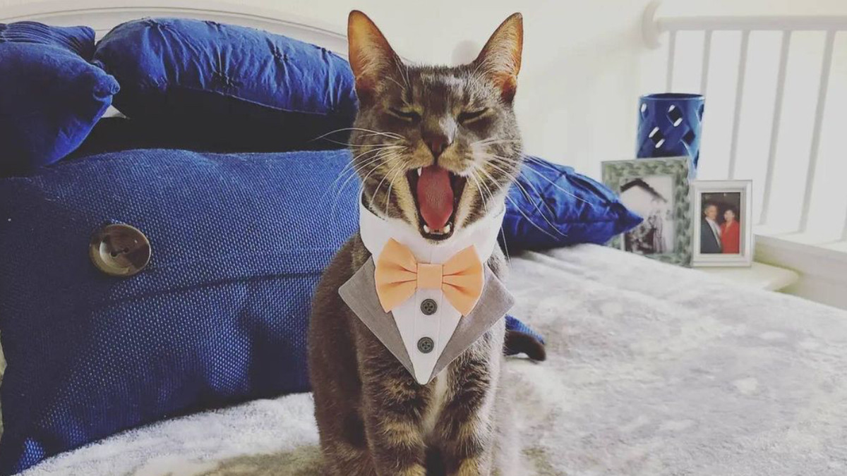 Кіт на весіллі став зіркою мережі - фото 1