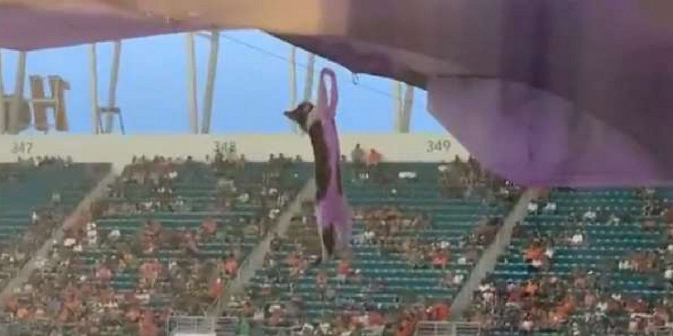 Відео порятунку кота на футбольному матчі стало хітом мережі: епічні кадри - фото 1