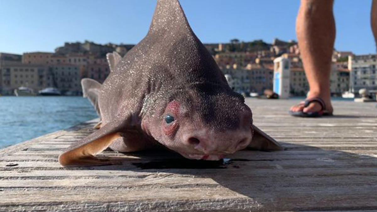 Груба акула кутовата - фото 1
