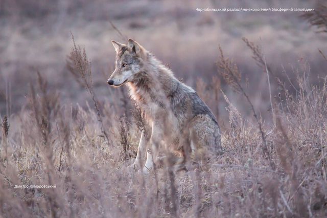 Працівники зони відчуження у Чорнобилі показали найяскравіші фото диких тварин - фото 476741