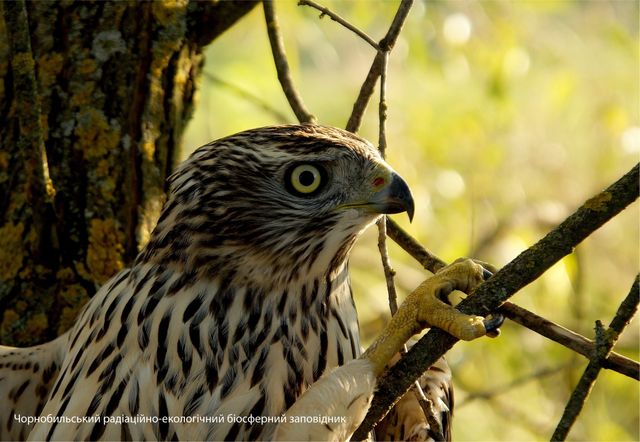 Працівники зони відчуження у Чорнобилі показали найяскравіші фото диких тварин - фото 476742