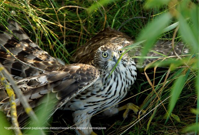 Працівники зони відчуження у Чорнобилі показали найяскравіші фото диких тварин - фото 476743
