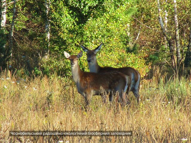 Працівники зони відчуження у Чорнобилі показали найяскравіші фото диких тварин - фото 476744
