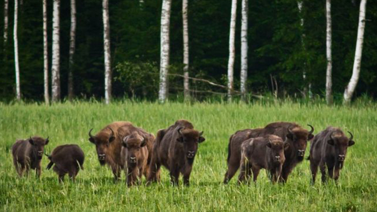 Працівники зони відчуження у Чорнобилі показали найяскравіші фото диких тварин - фото 1
