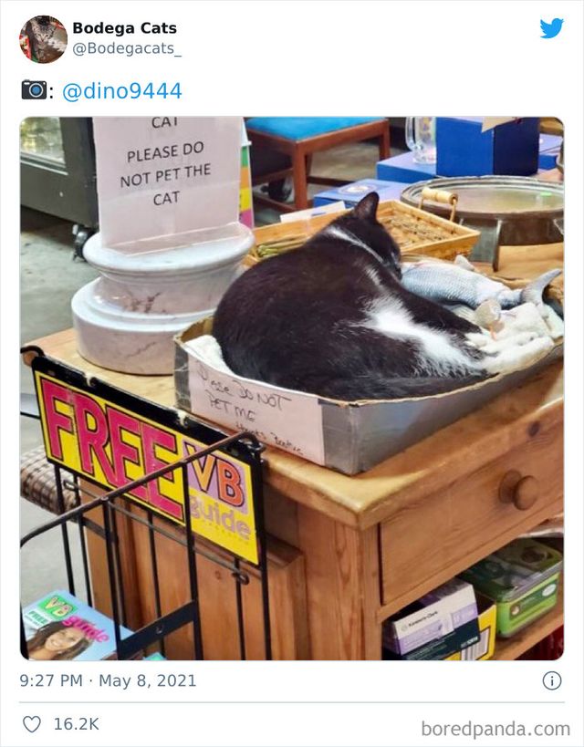 Коти, які відчувають себе власниками магазинів: яскраві фото - фото 476755